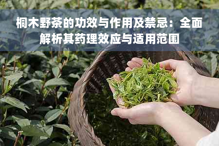 桐木野茶的功效与作用及禁忌：全面解析其药理效应与适用范围