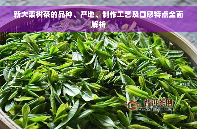 新大栗树茶的品种、产地、制作工艺及口感特点全面解析