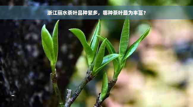 浙江丽水茶叶品种繁多，哪种茶叶最为丰富？