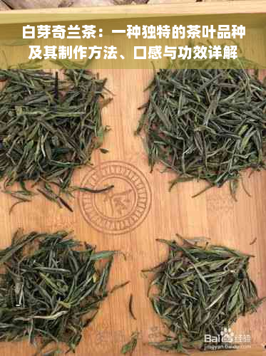 白芽奇兰茶：一种独特的茶叶品种及其制作方法、口感与功效详解