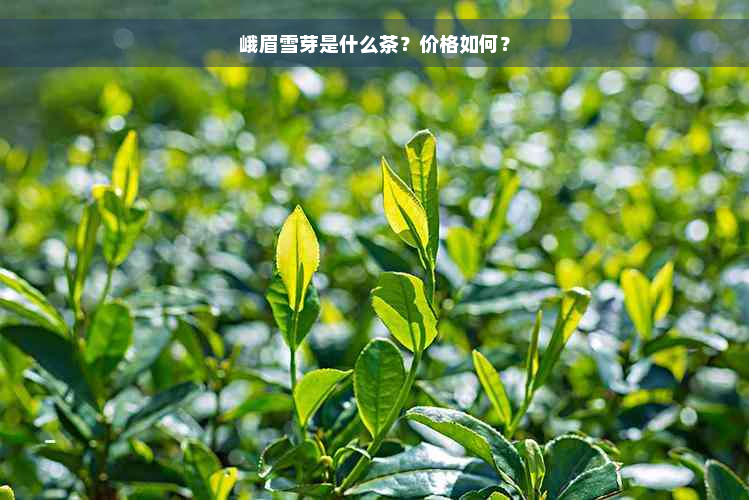 峨眉雪芽是什么茶？价格如何？