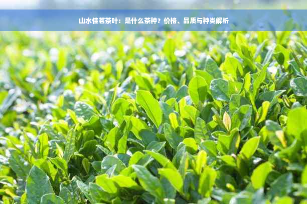 山水佳茗茶叶：是什么茶种？价格、品质与种类解析