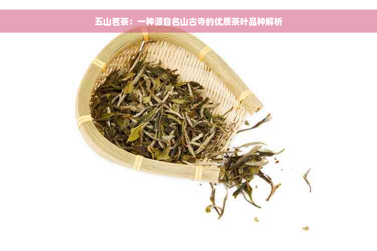 五山茗茶：一种源自名山古寺的优质茶叶品种解析