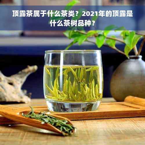 顶露茶属于什么茶类？2021年的顶露是什么茶树品种？