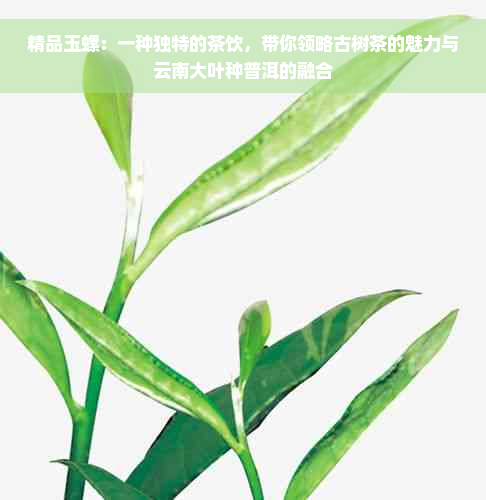 精品玉螺：一种独特的茶饮，带你领略古树茶的魅力与云南大叶种普洱的融合