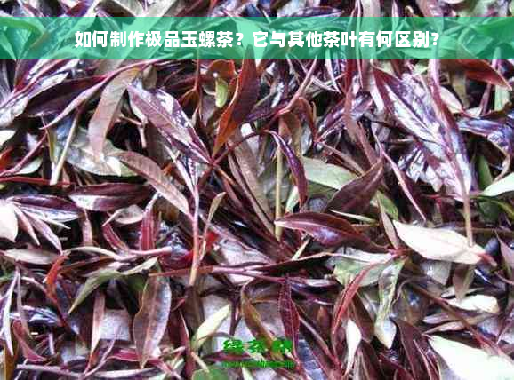 如何制作极品玉螺茶？它与其他茶叶有何区别？