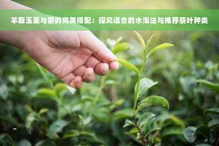 羊脂玉壶与茶的完美搭配：探究适合的水泡法与推荐茶叶种类