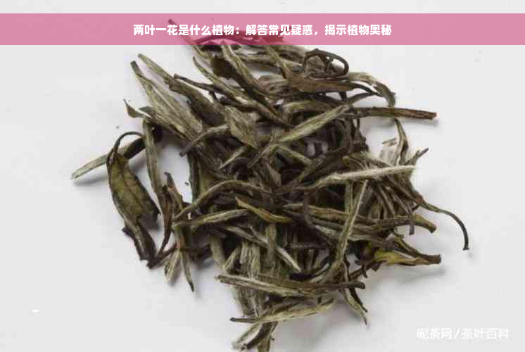 两叶一花是什么植物：解答常见疑惑，揭示植物奥秘