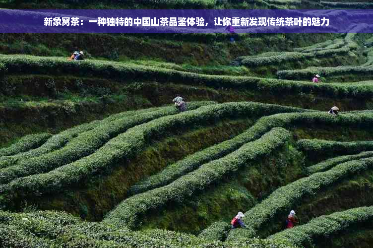 新象窝茶：一种独特的中国山茶品鉴体验，让你重新发现传统茶叶的魅力