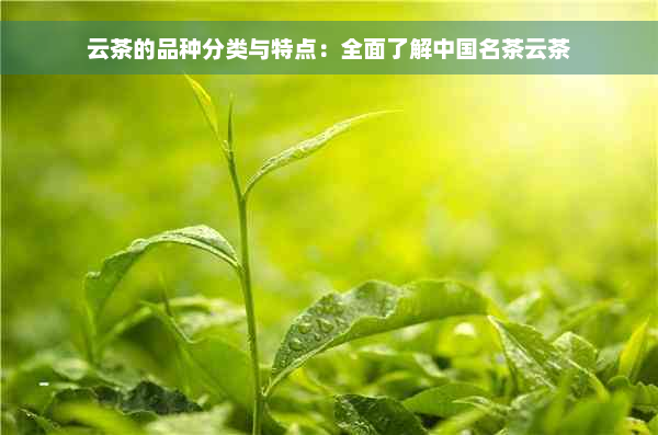 云茶的品种分类与特点：全面了解中国名茶云茶