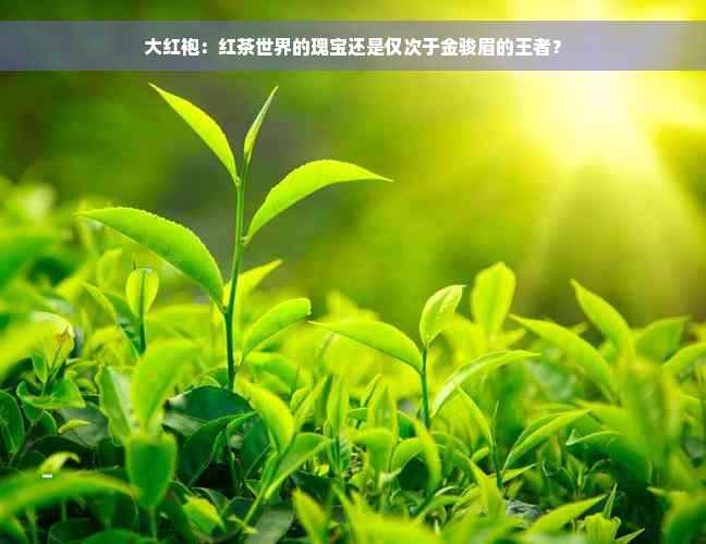 大红袍：红茶世界的瑰宝还是仅次于金骏眉的王者？