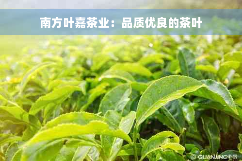 南方叶嘉茶业：品质优良的茶叶