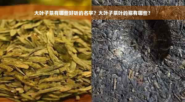 大叶子茶有哪些好听的名字？大叶子茶叶的称有哪些？