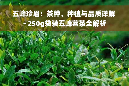 五峰珍眉：茶种、种植与品质详解 - 250g袋装五峰茗茶全解析