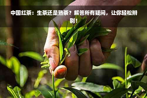 中国红茶：生茶还是熟茶？解答所有疑问，让你轻松辨别！