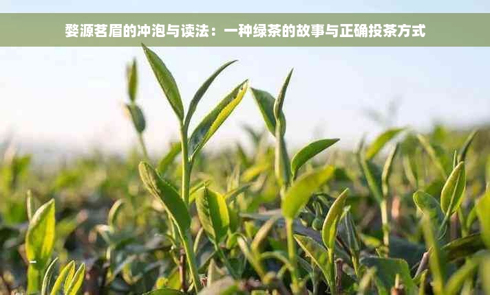 婺源茗眉的冲泡与读法：一种绿茶的故事与正确投茶方式