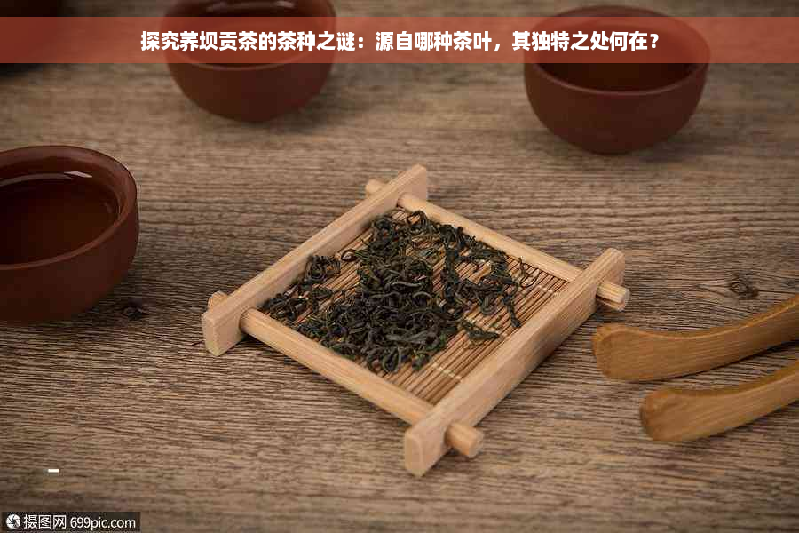 探究荞坝贡茶的茶种之谜：源自哪种茶叶，其独特之处何在？