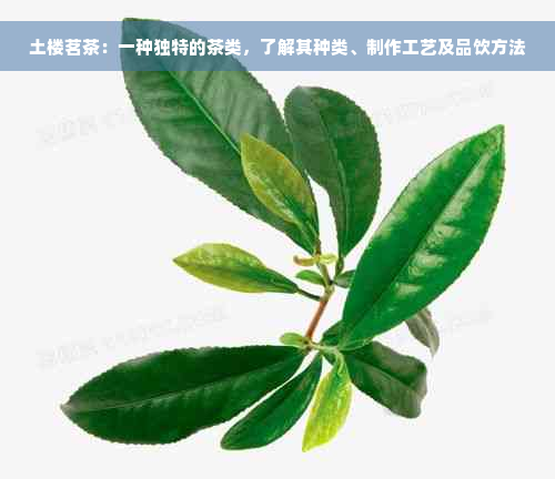 土楼茗茶：一种独特的茶类，了解其种类、制作工艺及品饮方法