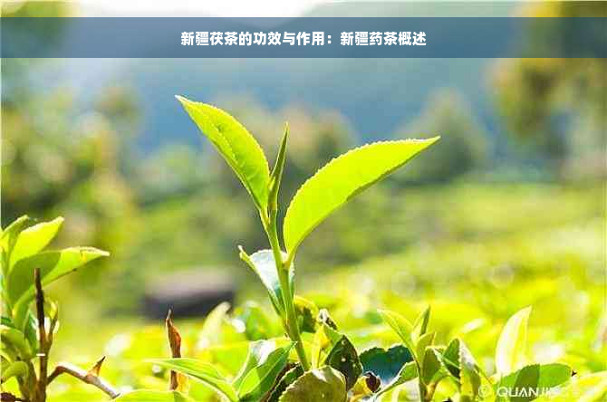 新疆茯茶的功效与作用：新疆药茶概述