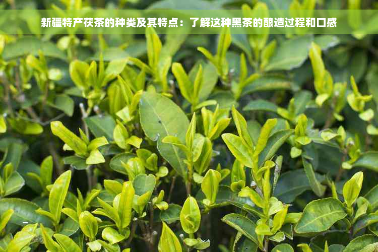 新疆特产茯茶的种类及其特点：了解这种黑茶的酿造过程和口感