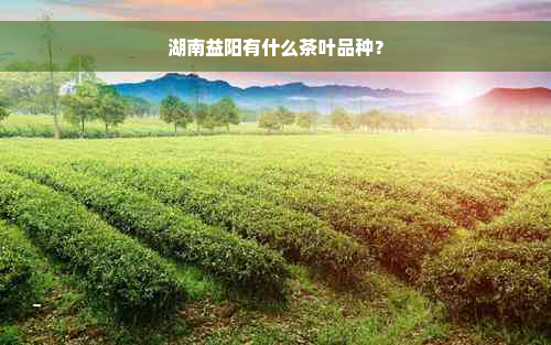 湖南益阳有什么茶叶品种？