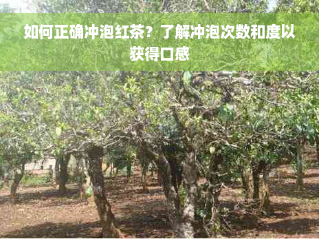 如何正确冲泡红茶？了解冲泡次数和度以获得口感