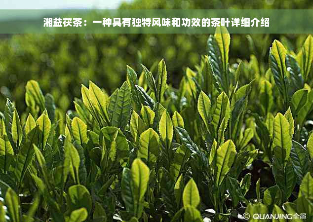 湘益茯茶：一种具有独特风味和功效的茶叶详细介绍