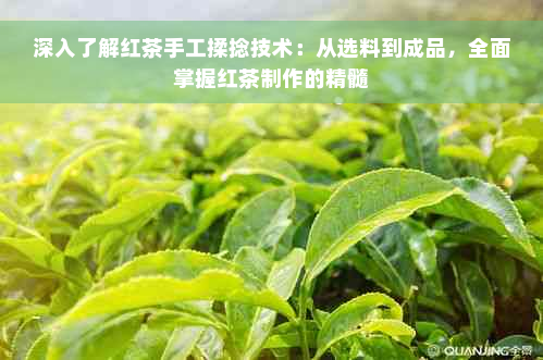 深入了解红茶手工揉捻技术：从选料到成品，全面掌握红茶制作的精髓