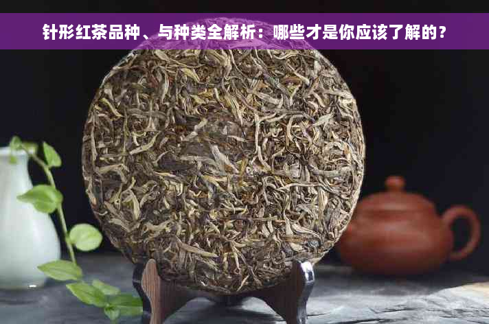 针形红茶品种、与种类全解析：哪些才是你应该了解的？