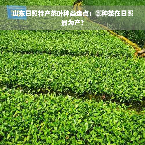 山东日照特产茶叶种类盘点：哪种茶在日照最为产？