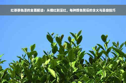 红茶茶色泽的全面解读：从橙红到深红，每种颜色背后的含义与品尝技巧