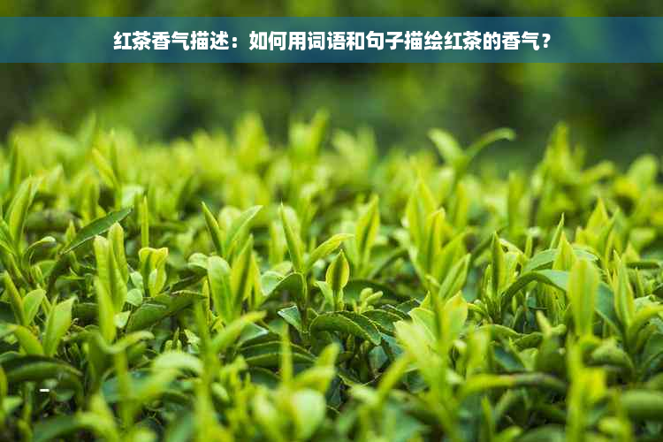 红茶香气描述：如何用词语和句子描绘红茶的香气？