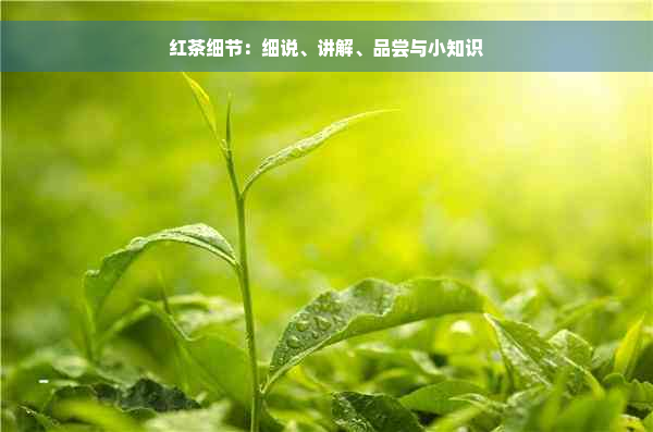 红茶细节：细说、讲解、品尝与小知识