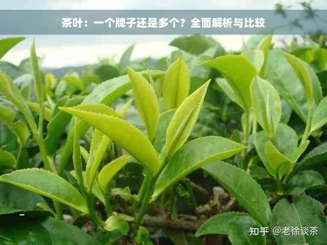 茶叶：一个牌子还是多个？全面解析与比较