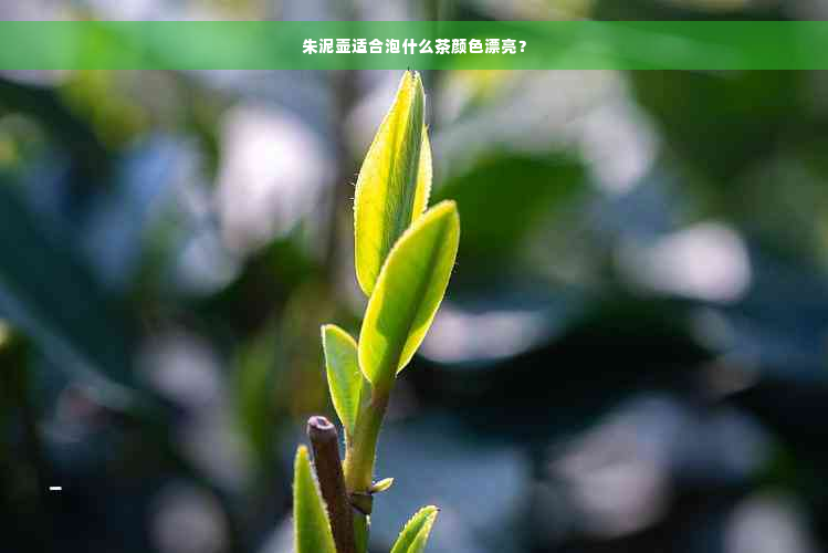 朱泥壶适合泡什么茶颜色漂亮？