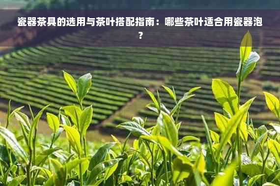 瓷器茶具的选用与茶叶搭配指南：哪些茶叶适合用瓷器泡？