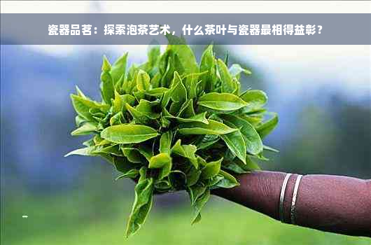 瓷器品茗：探索泡茶艺术，什么茶叶与瓷器最相得益彰？