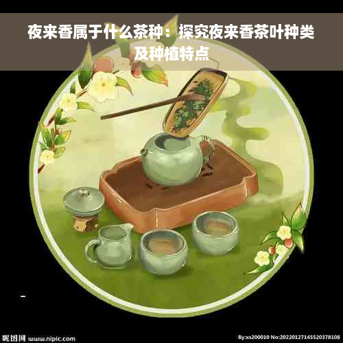 夜来香属于什么茶种：探究夜来香茶叶种类及种植特点