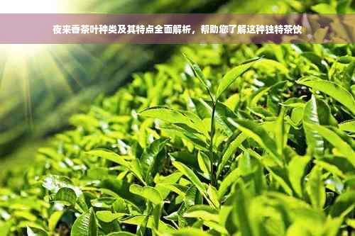 夜来香茶叶种类及其特点全面解析，帮助您了解这种独特茶饮