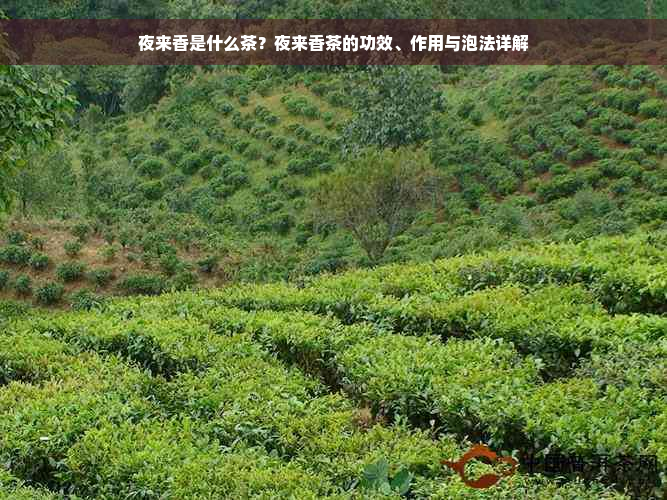 夜来香是什么茶？夜来香茶的功效、作用与泡法详解