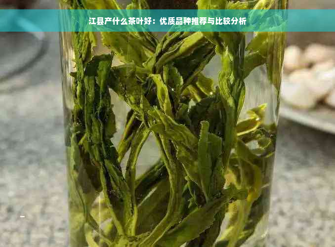 江县产什么茶叶好：优质品种推荐与比较分析