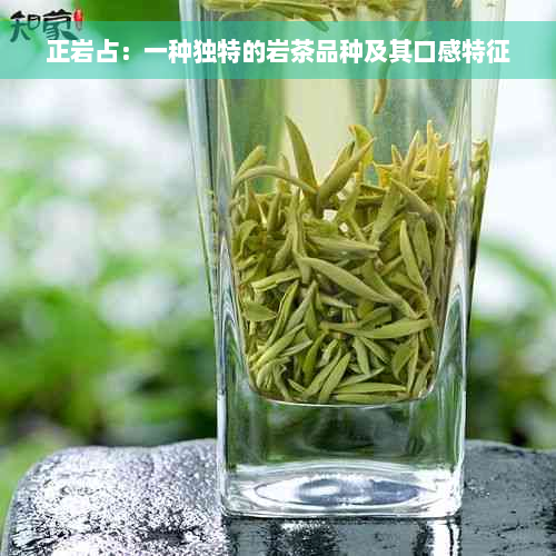 正岩占：一种独特的岩茶品种及其口感特征