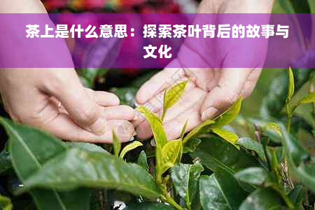 茶上是什么意思：探索茶叶背后的故事与文化