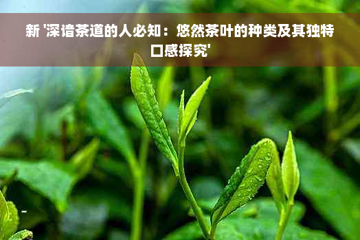 新 '深谙茶道的人必知：悠然茶叶的种类及其独特口感探究'