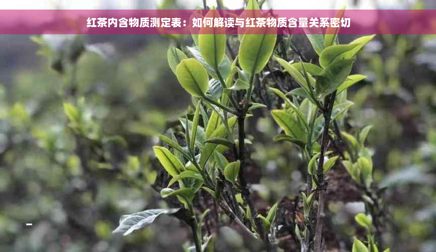 红茶内含物质测定表：如何解读与红茶物质含量关系密切