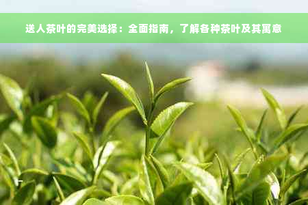 送人茶叶的完美选择：全面指南，了解各种茶叶及其寓意