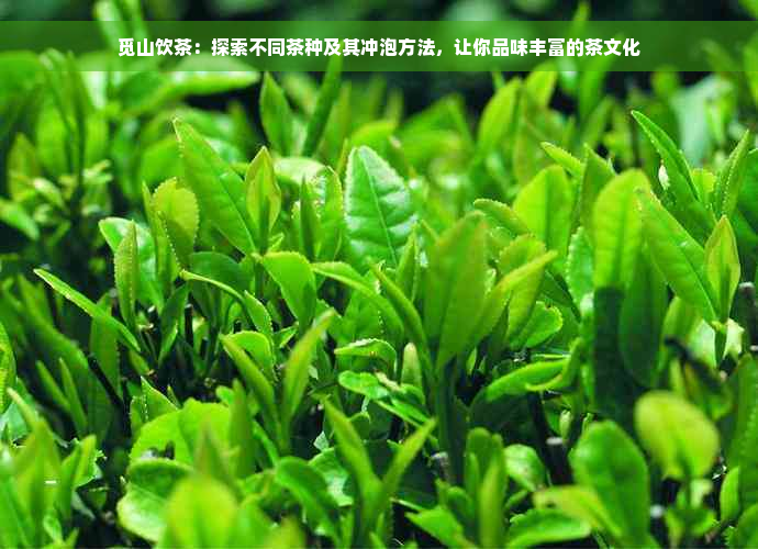 觅山饮茶：探索不同茶种及其冲泡方法，让你品味丰富的茶文化