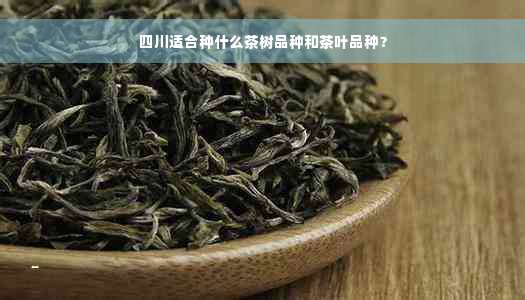 四川适合种什么茶树品种和茶叶品种？