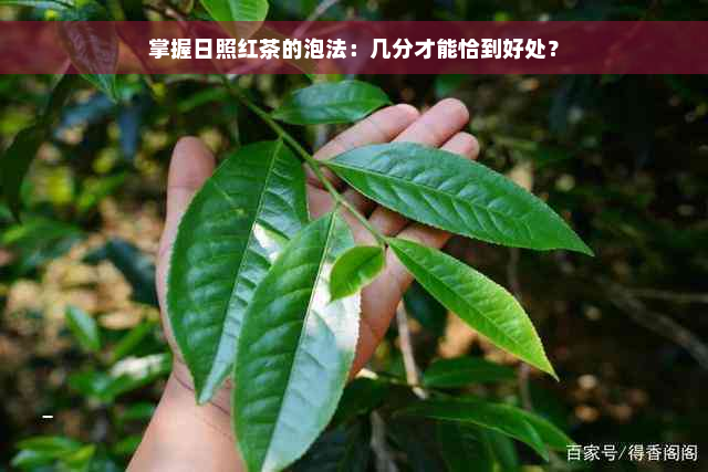 掌握日照红茶的泡法：几分才能恰到好处？