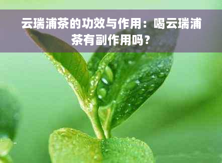 云瑞浦茶的功效与作用：喝云瑞浦茶有副作用吗？